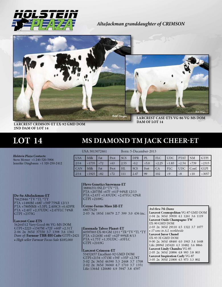 Datasheet for Ms Diamond TM Jack Cheer