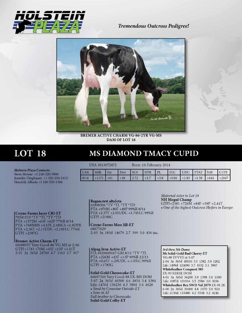Datasheet for Ms Diamond Tmacy Cupid