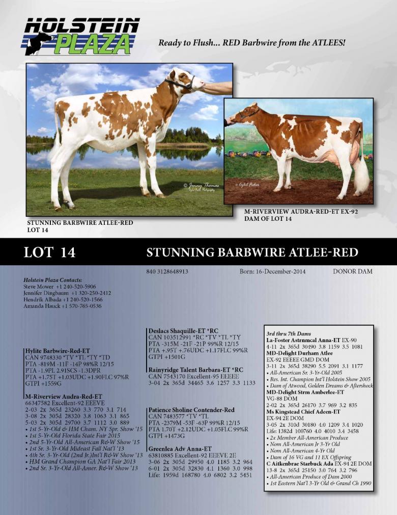 Datasheet for Stunning Barbwire Atlee-Red